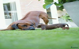 Rhodesian Ridgeback honden te koop: Rhodesian ridgeback pups met stamboom  - Advertentie 7