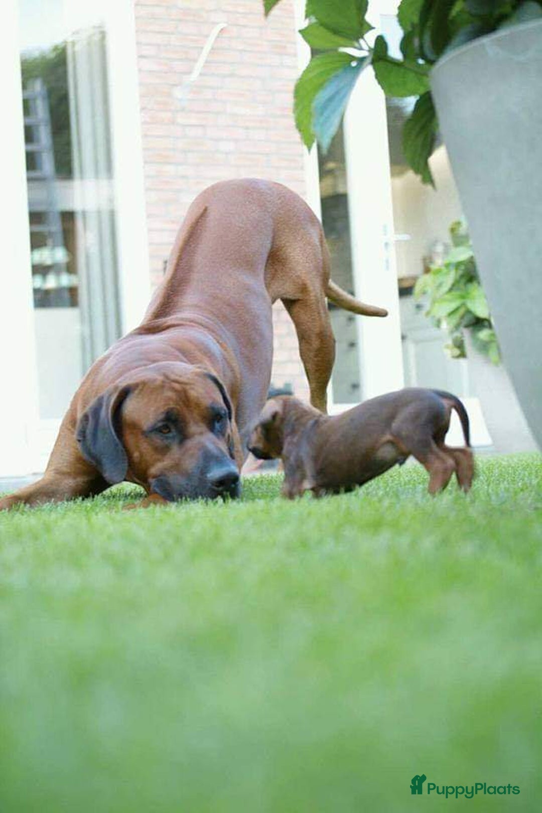 Rhodesian Ridgeback honden te koop: Rhodesian ridgeback pups met stamboom  - Advertentie 8