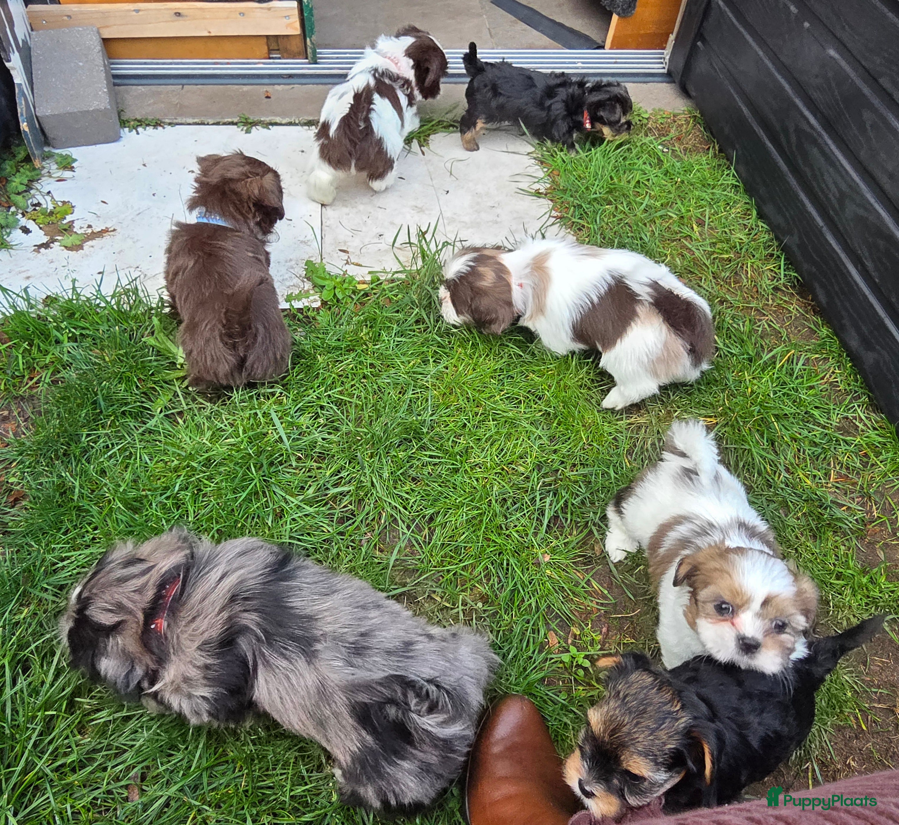 Shih Tzu honden Shih Tzu diverse kleuren , merle teefje - Advertentie 1