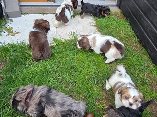 Shih Tzu honden Shih Tzu diverse kleuren , merle teefje - Advertentie 6