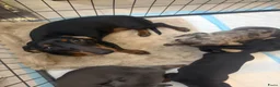 Teckel (korthaar)  honden te koop: Dwerg Teckel Pups. - Advertentie 7