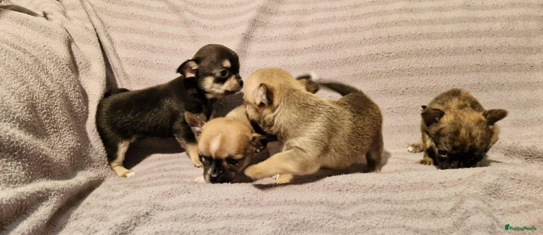 Chihuahua honden te koop: Knap wildkleur chihuahua teefje - Advertentie 19