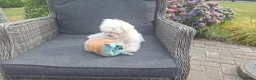 Maltezer honden te koop: Maltezer leeuwtje pup. Rasecht. Ouders aanwezig - Advertentie 3
