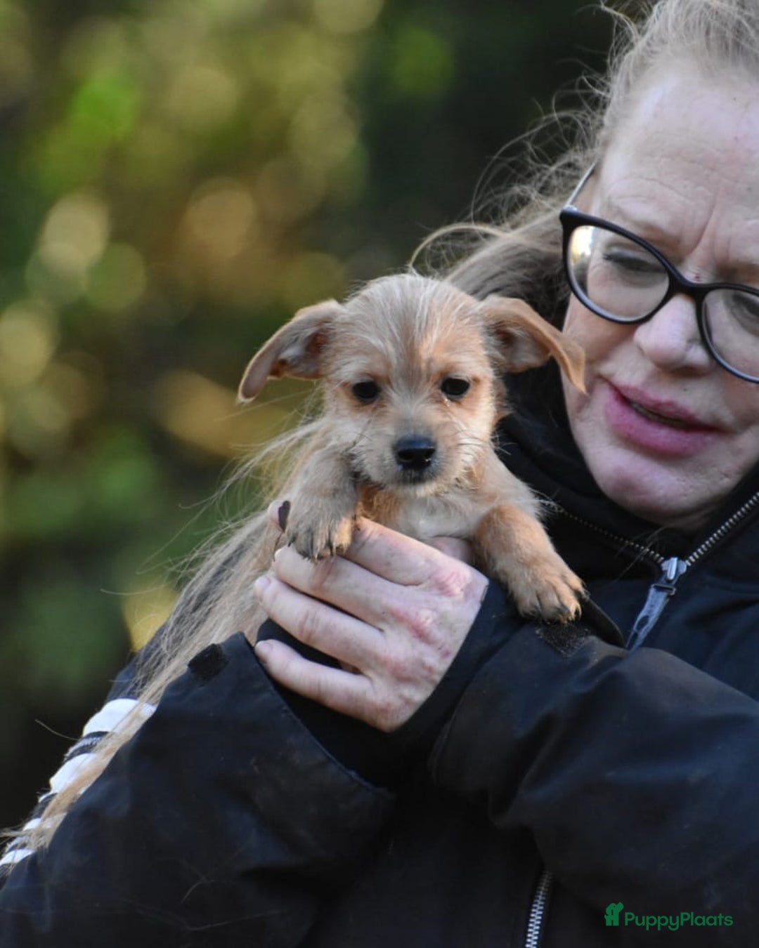 Boomer honden te koop: Super leuke zeer vrije Boomer pups - Advertentie 16