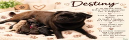 Retromops honden te koop: Prachtige Retromops puppy's  - Advertentie 5