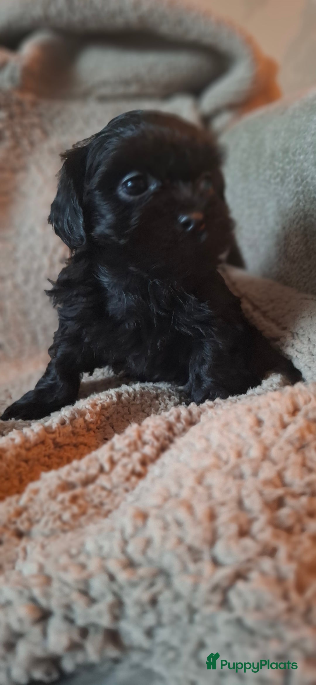 Maltipoo honden te koop: Prachtige maltipoo pups 🥰 - Advertentie 5