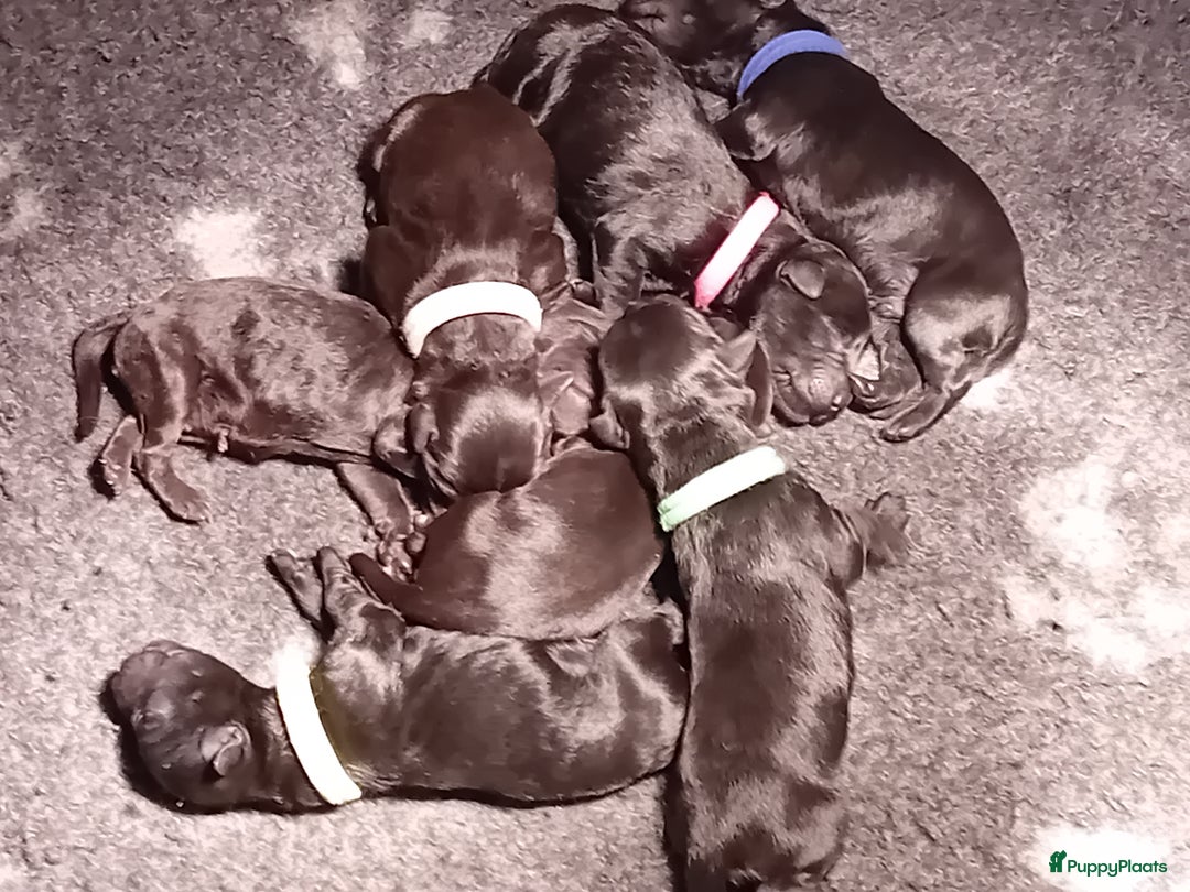 Kerry Blue Terriër honden te koop: Kerry Blue Terriër pups in Horssen - Afbeelding 1