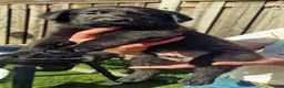 Kruising honden te koop: Labrador weimaraner/Labrador herder pups - Advertentie 4
