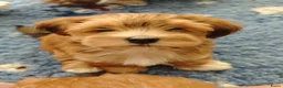 Havanezer honden te koop: Nog 1 Havanezer reutje beschikbaar - Advertentie 8