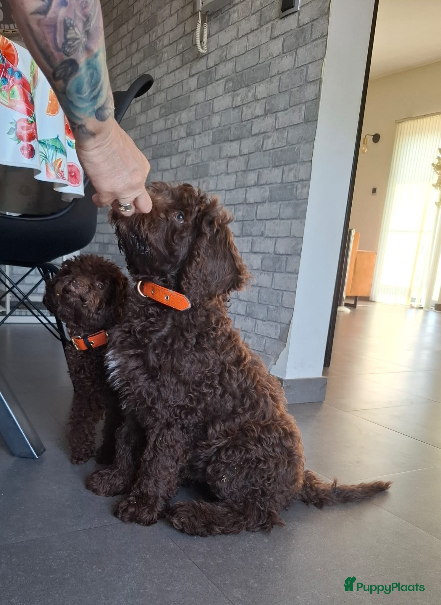 Labradoodle honden Labradoodle Reu chocolade kleur 13 weekjes - Advertentie 2