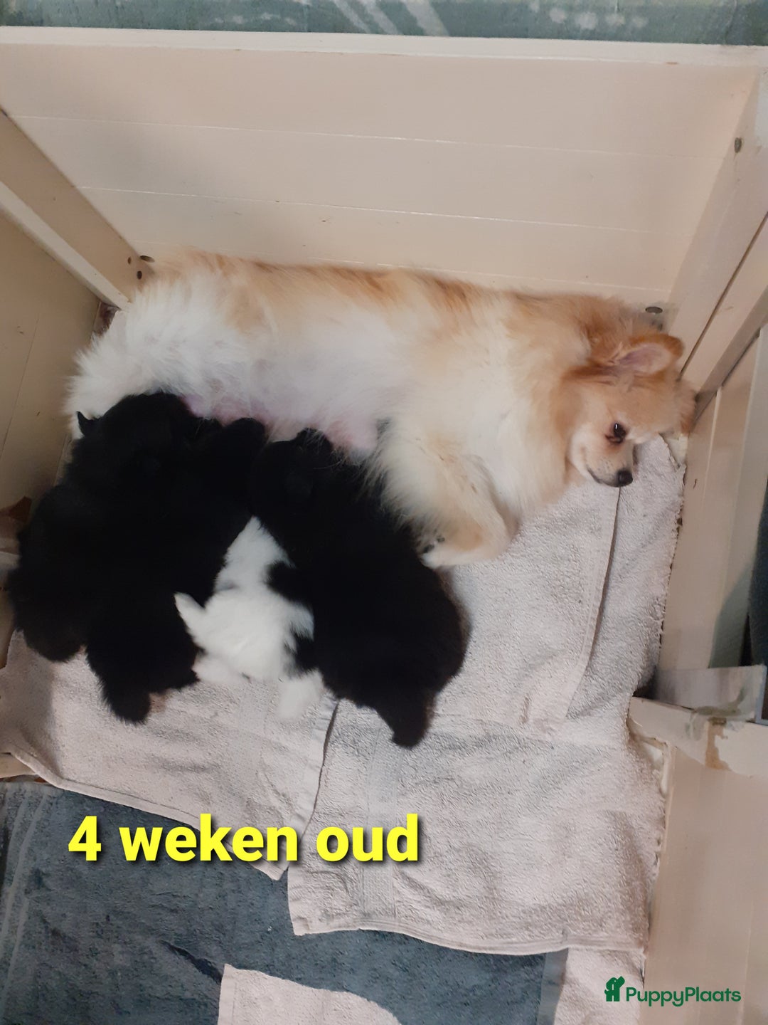 Pomeriaan honden te koop: 4 Prachtige pomeriaan/dwergkees pups. 💙💜 - Advertentie 10