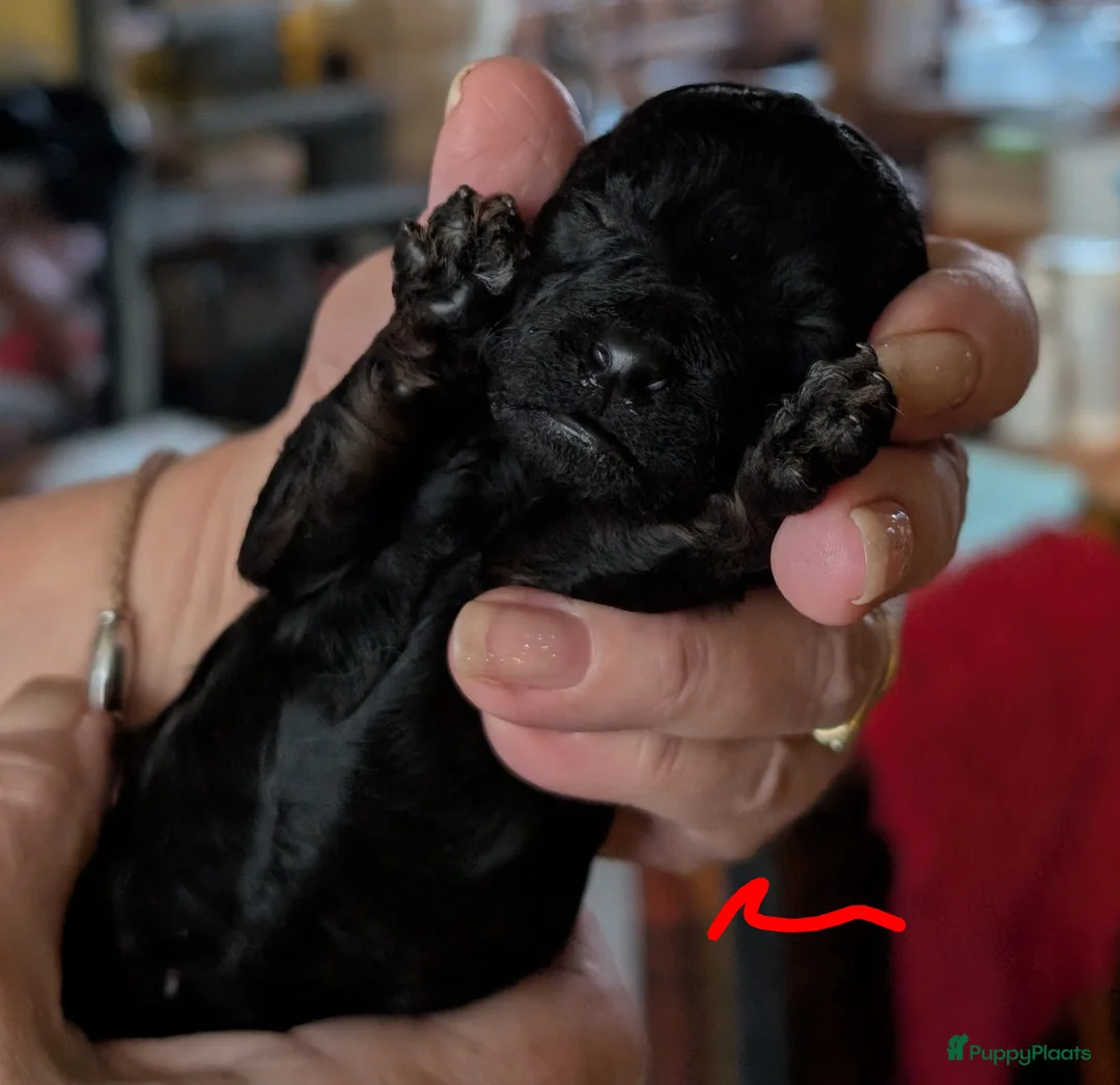 Poedel Toy honden te koop: Toypoedel puppies  - Advertentie 12