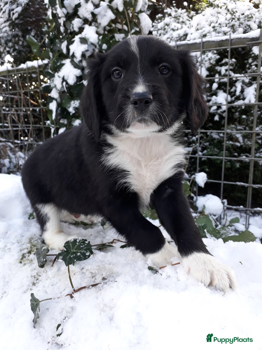 Kruising honden te koop: Prachtige kruising pups - Advertentie 5