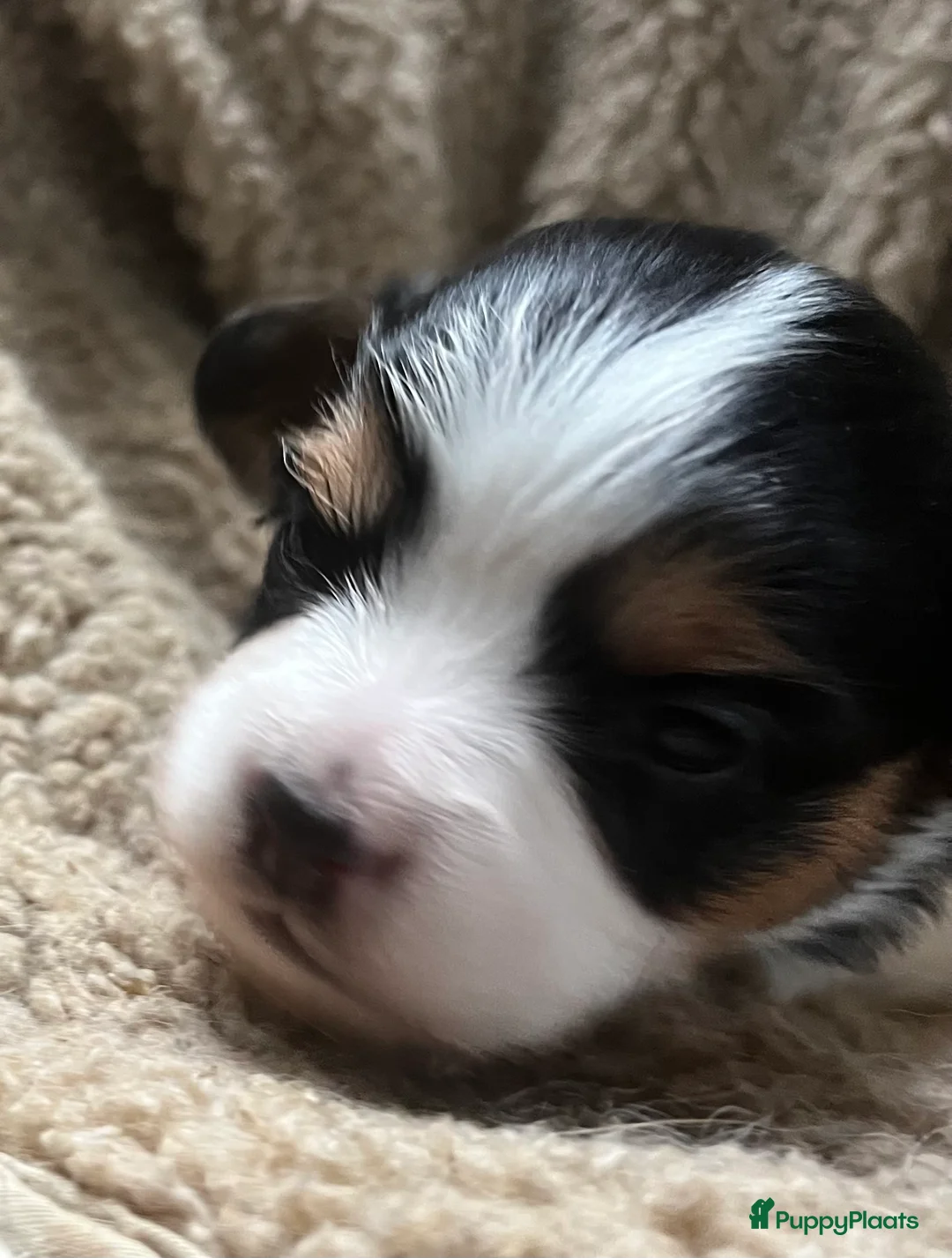 Vlinderhondje honden te koop: Twee mooie Reutjes beschikbaar  - Advertentie 19