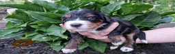 Bernedoodle honden te koop: Medium Bernedoodle - Advertentie 18