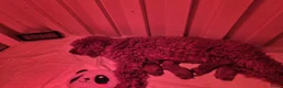 Poedel Toy honden te koop: Toypoedel pups - Advertentie 3