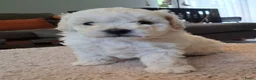 Maltipoo honden te koop: Prachtige kleine Maltipoo/Toy pups met garantie!🐶 - Advertentie 14