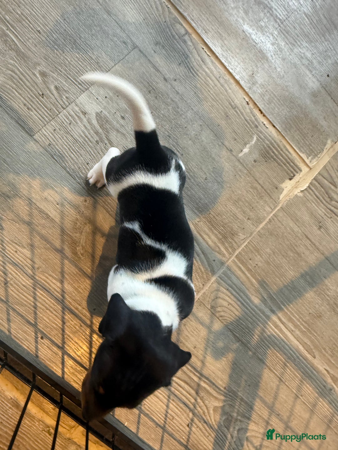 Teckel (korthaar)  honden te koop: Piebald dwergteckel pups - Advertentie 29