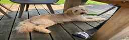 Goldendoodle honden te koop: Goldendoodle Pups verwacht 09/06 - Advertentie 14