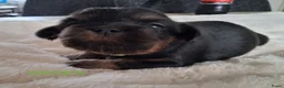 Kruising honden te koop: Mooie Boomer pups - Advertentie 4