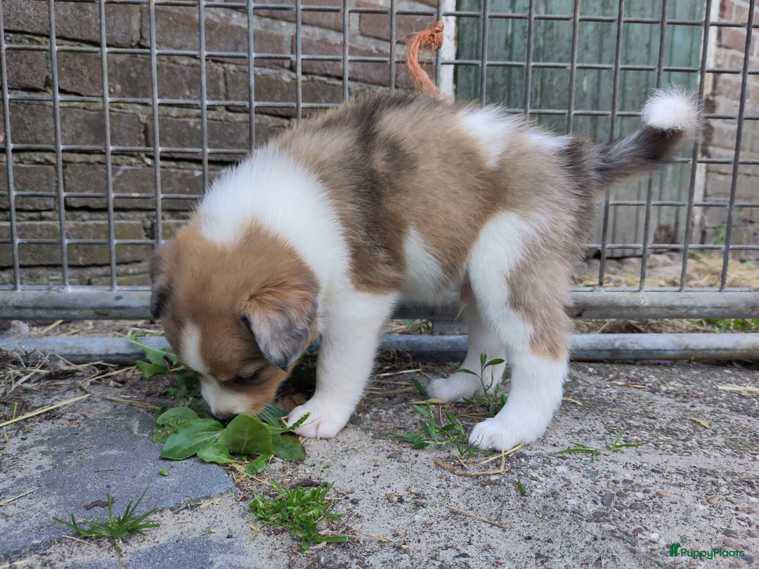 Australian Shepherd honden te koop: Australian Shepherd x Bordercollie pups in Linde - Afbeelding 21
