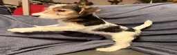 Fox Terriër Draadhaar honden te koop: Fox terriër Draadhaar pups te koop - Advertentie 3