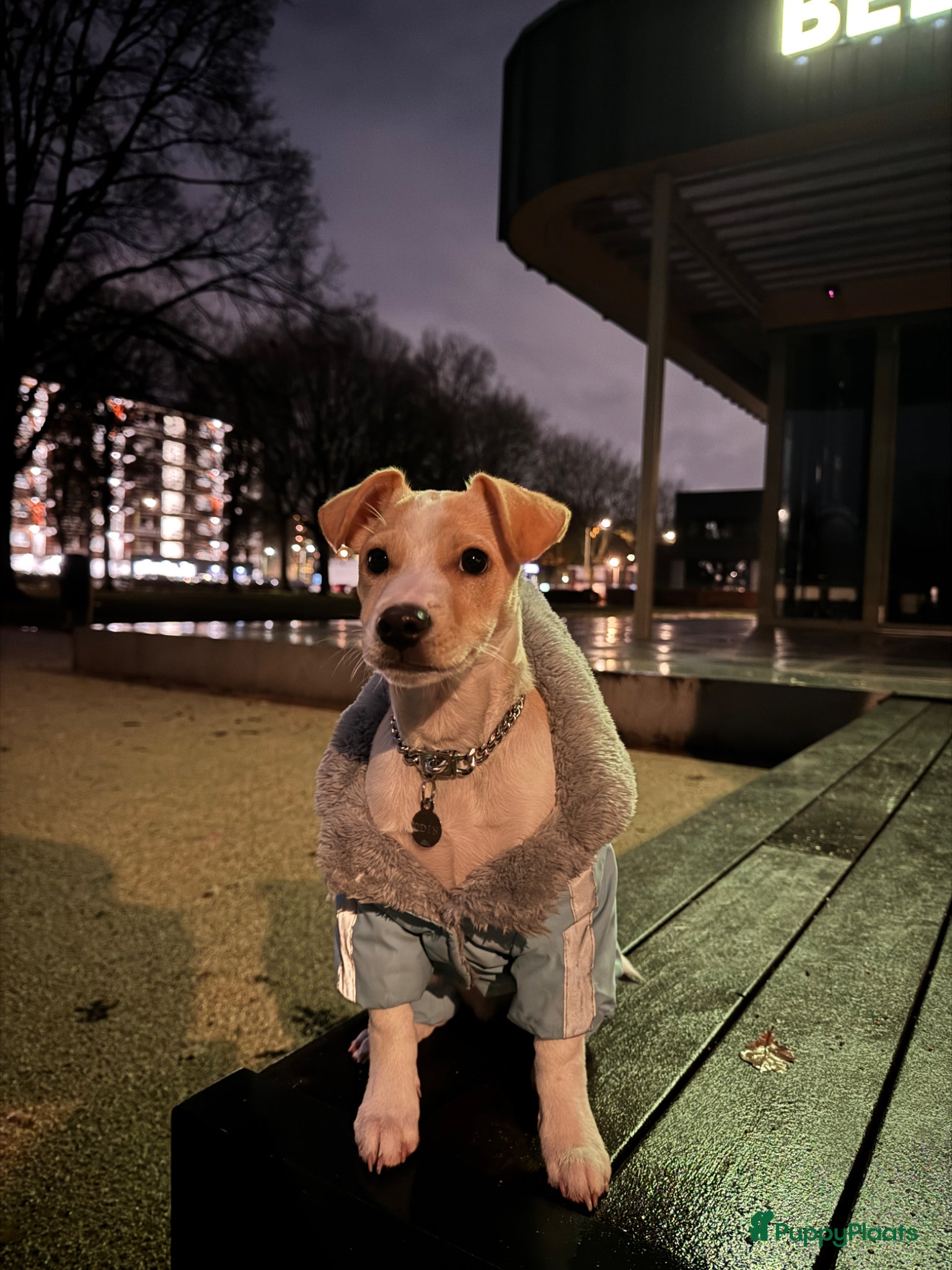 Boerenfox honden ter dekking: Lieve Boerenfox reu zoekt teef in Tilburg - Advertentie 3