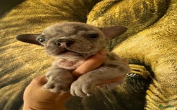Franse Bulldog honden te koop: Franse Bulldog pups in huis opgevoed  - Afbeelding 7