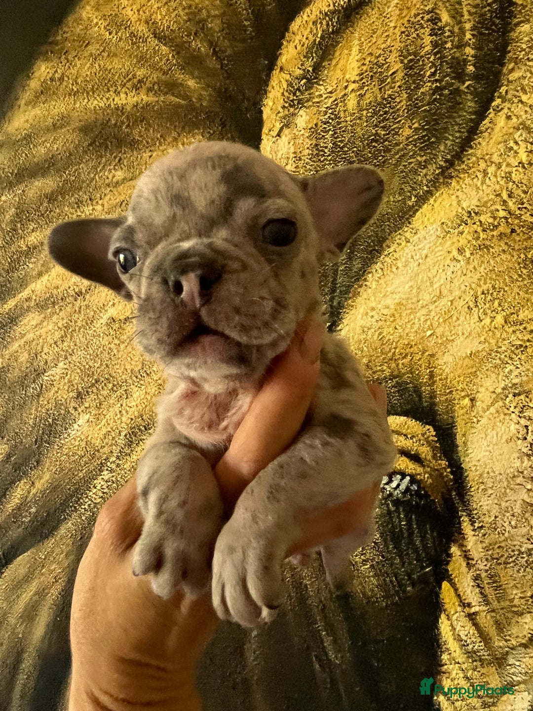 Franse Bulldog honden te koop: Franse Bulldog pups in huis opgevoed  - Afbeelding 7