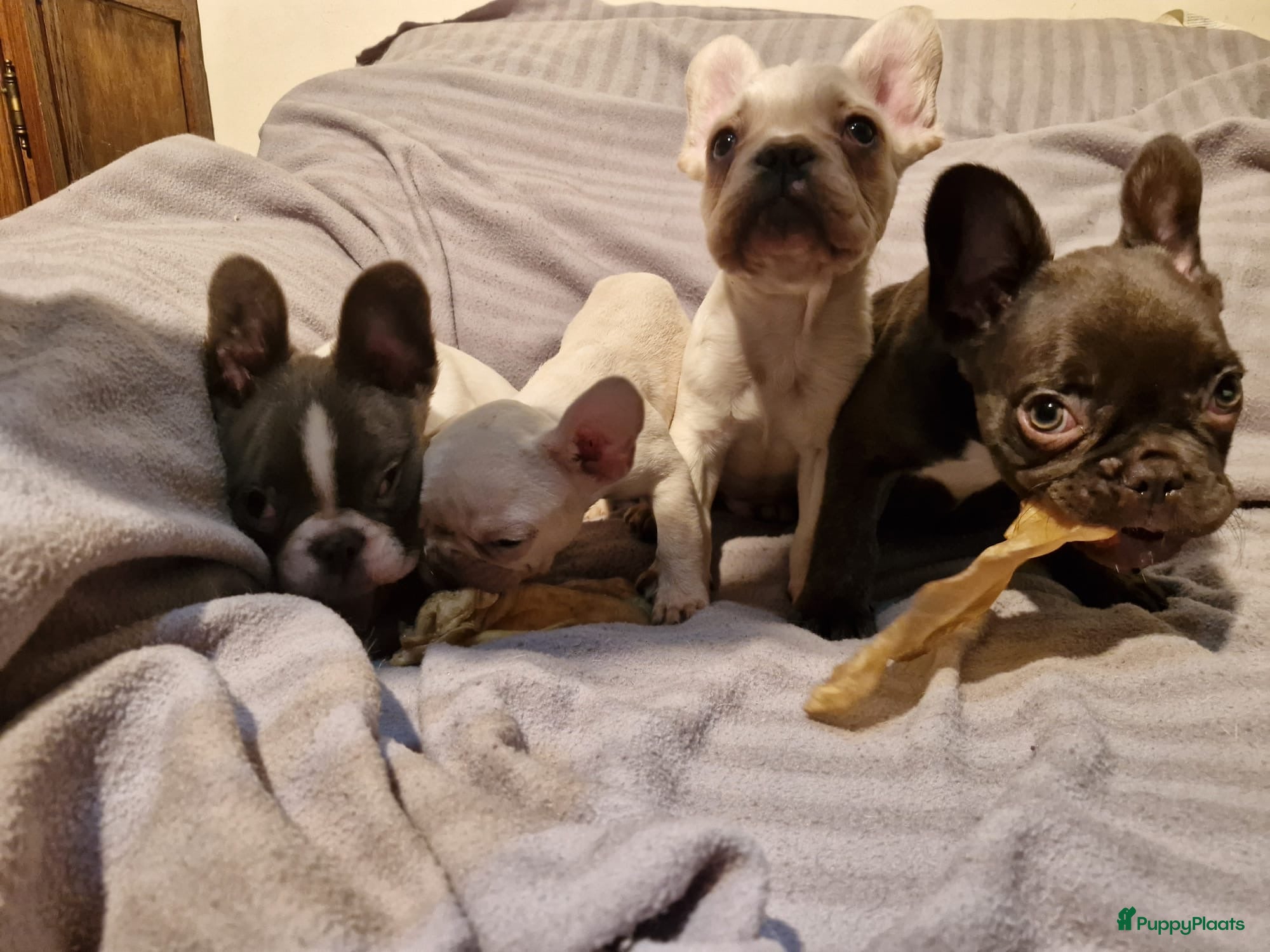 Franse Bulldog honden Knappe Franse buldogs enkele fluffy  - Advertentie 1