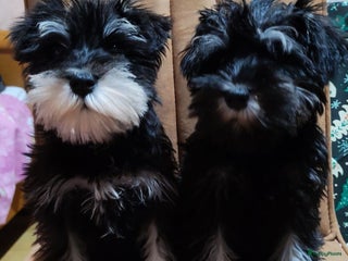 Dwergschnauzer honden Dwergschnauzer pups - Advertentie 1