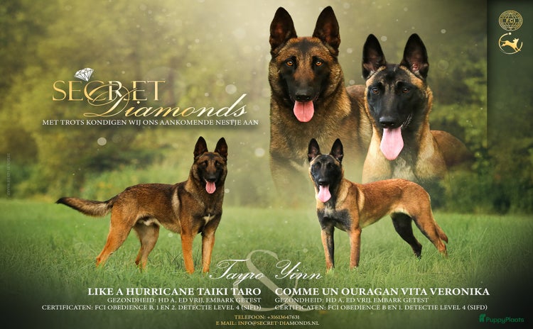 Mechelse Herder honden - Advertentie 3