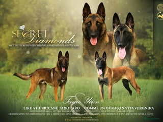 Mechelse Herder honden - Advertentie 18