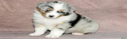 Australian Shepherd honden te koop: Australische herder pups - Advertentie 9