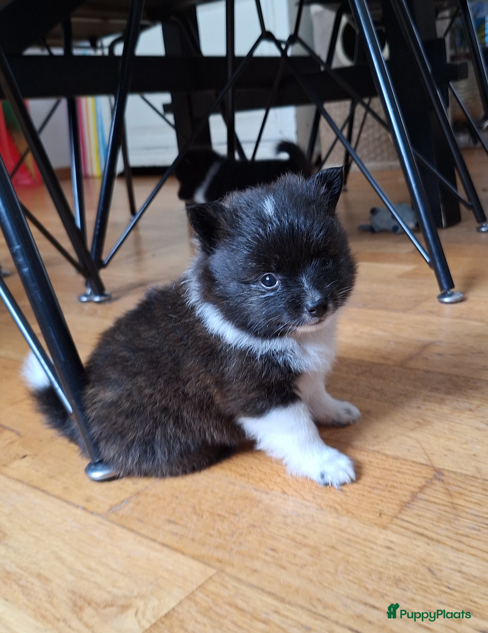 Pomsky honden te koop: Nuts 💙 F1b pomsky reu - Advertentie 1