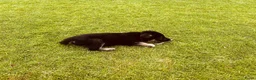 Duitse Herder honden te koop: Prachtige Duitse herder pups - Advertentie 3