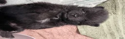 Pomeriaan honden te koop: 5 Prachtige Pomeriaan/dwergkees pups.❤️ - Advertentie 2