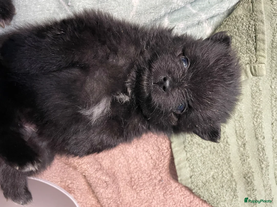 Pomeriaan honden te koop: 5 Prachtige Pomeriaan/dwergkees pups.❤️ - Advertentie 2