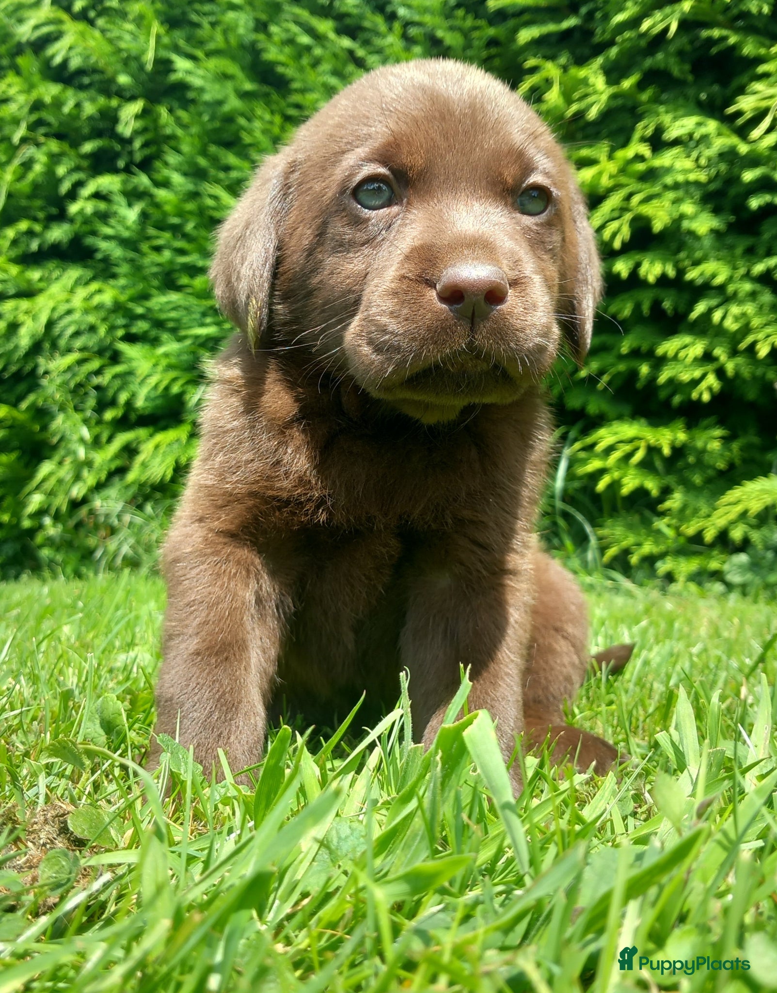 Labrador Retriever honden Raszuivere chocolade labrador retrievers  - Advertentie 5