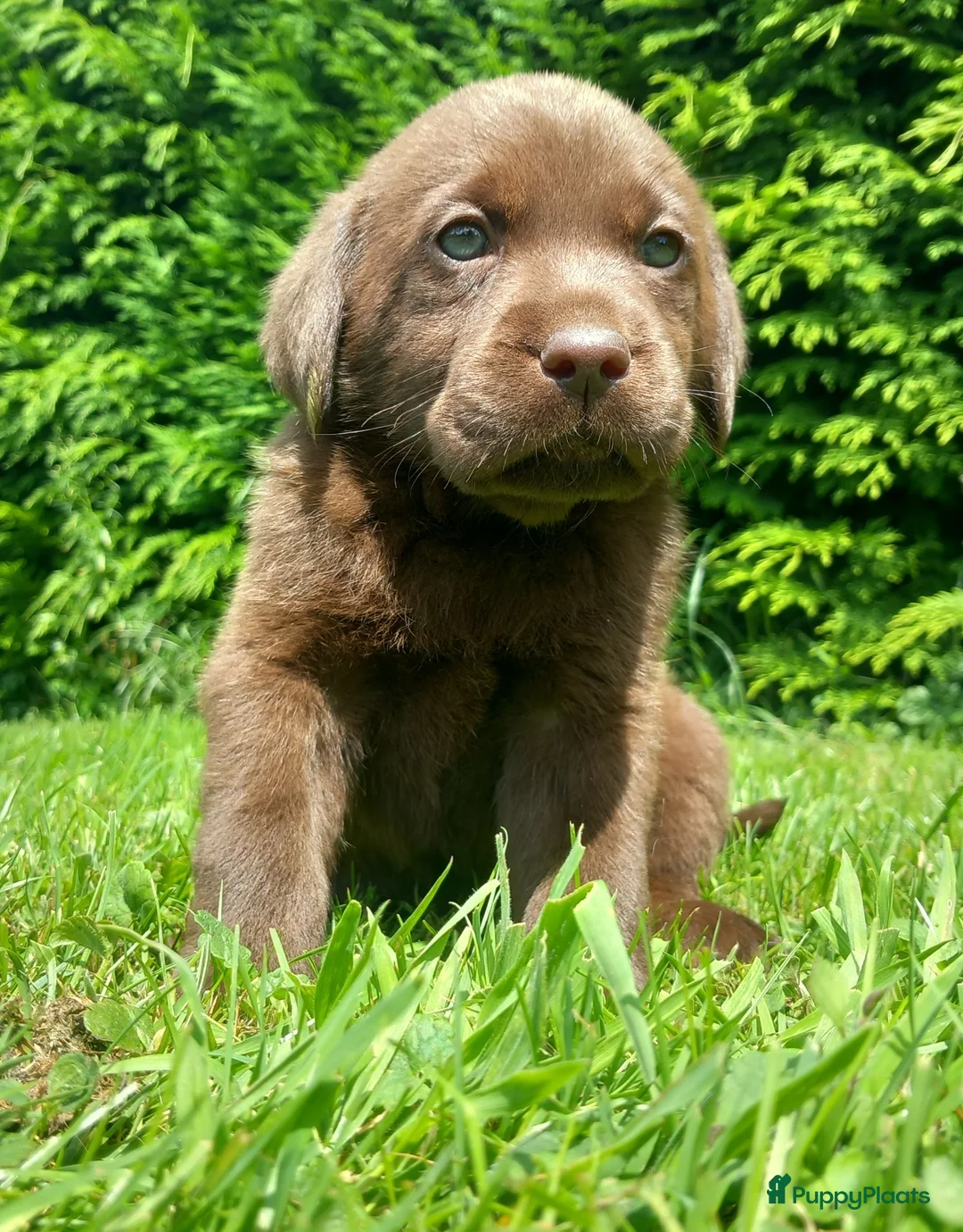 Labrador Retriever honden te koop: Raszuivere chocolade labrador retrievers  in Maastricht - Advertentie 1