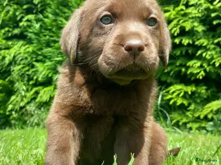 Labrador Retriever honden Raszuivere chocolade labrador retrievers - Advertentie 5
