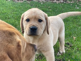 Labrador Retriever honden Mooie labrador pups - Advertentie 2