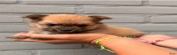Pomchi honden te koop: Pomchi puppy’s chihuahua x pomeriaan  - Advertentie 4