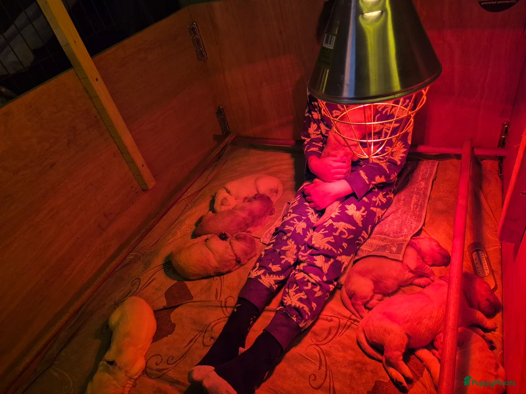 Golden Retriever honden te koop: Liefdevol en huiselijk nest Golden Retriever pups  - Advertentie 12