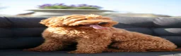 Australian Labradoodle honden te koop: Australian Labradoodle pups WALA stamboom  - Advertentie 21