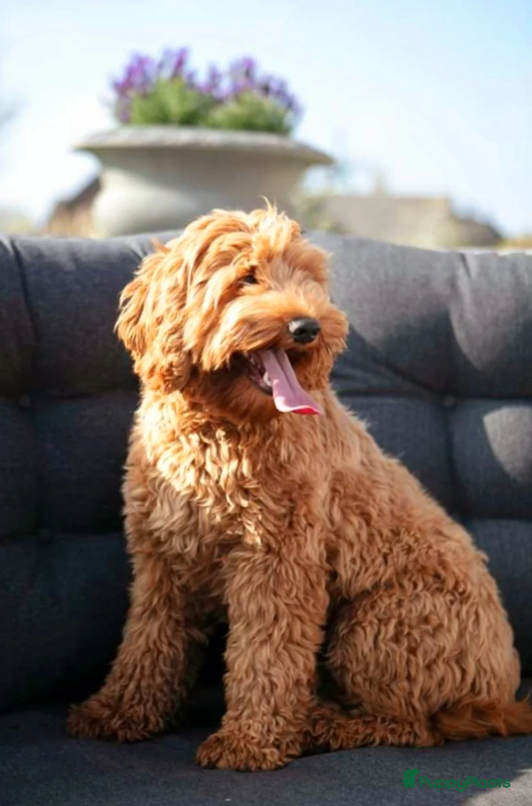 Australian Labradoodle honden te koop: Australian Labradoodle pups WALA stamboom  - Advertentie 21