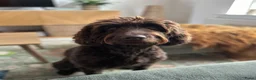 Labradoodle honden te koop: Prachtige Labradoodle pups – Choco Merle & Choco  - Advertentie 9