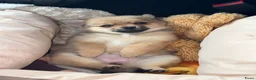 Pomchi honden te koop: Pomchi in Zutphen - Advertentie 3