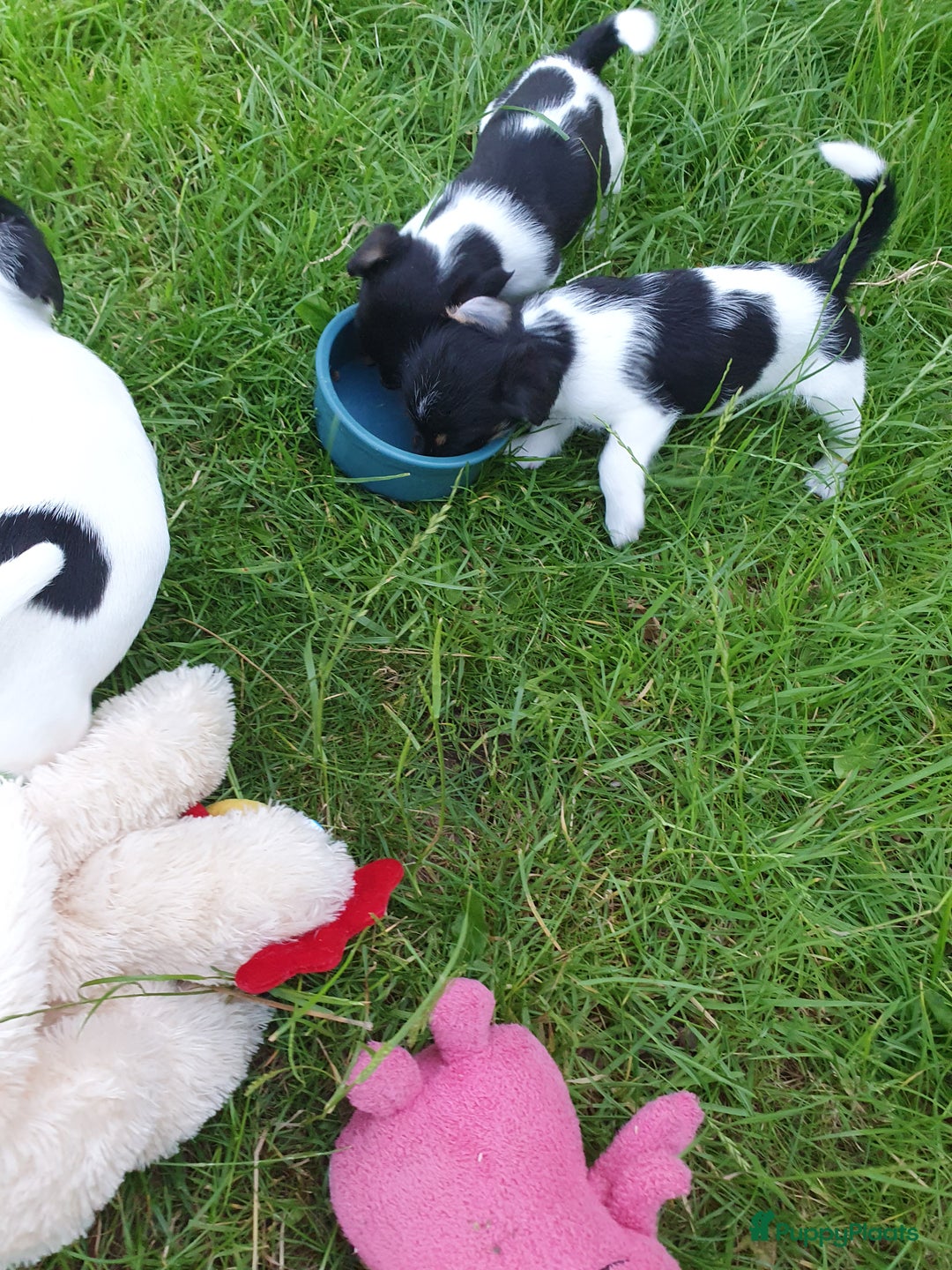 Jack Russel Terriër honden te koop: Lieve ruwharige JACK RUSSELTJES Laagbenig, dď - Afbeelding 22