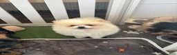 Keeshond honden te koop: 3 kleine keeshondjes zoeken houden mandje - Advertentie 8
